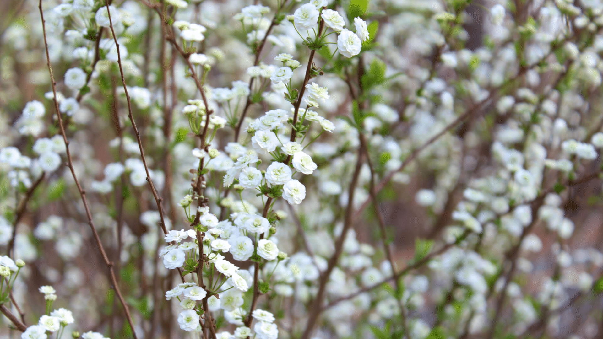 Bridal_Veil
