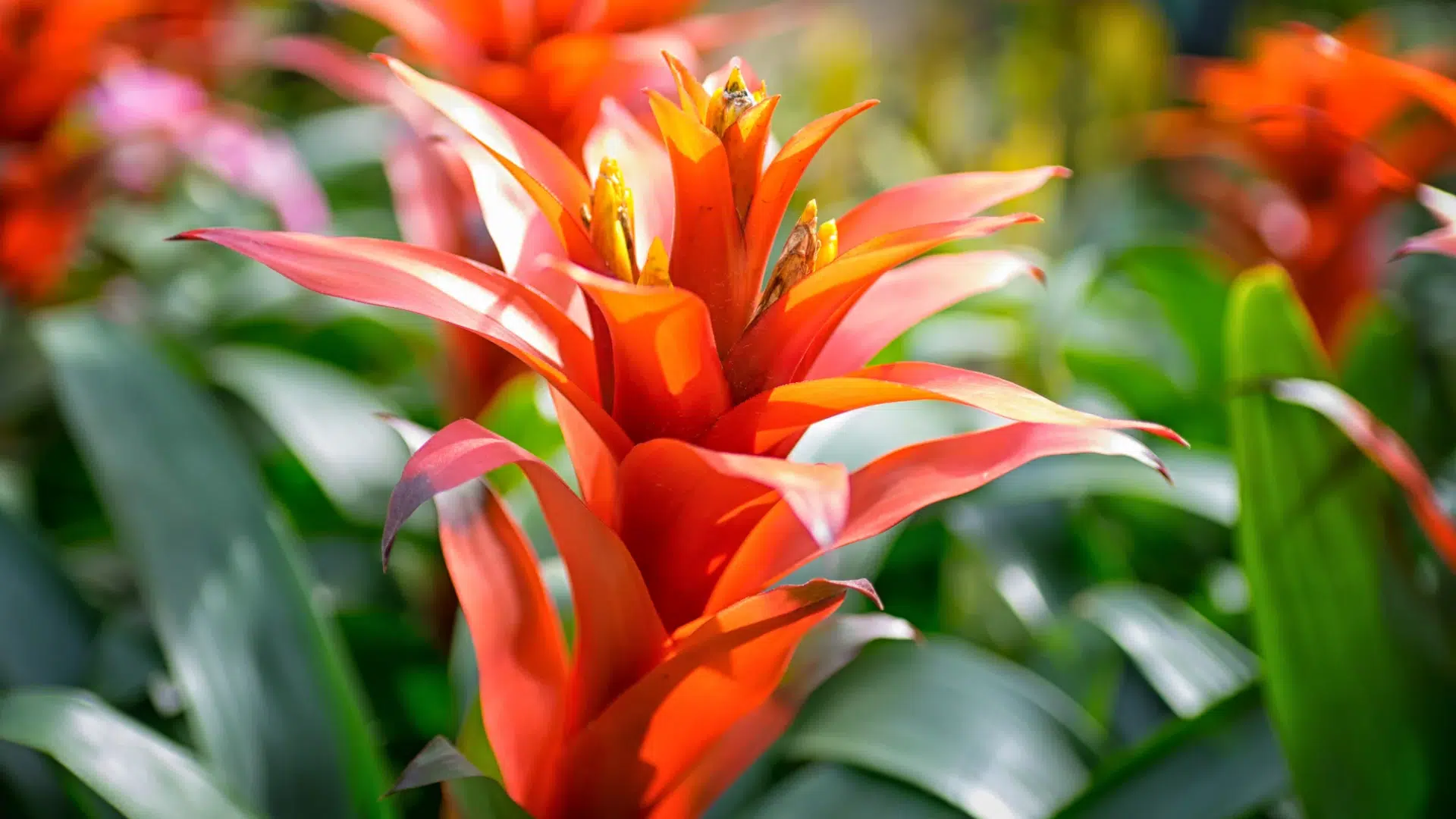 Bromeliad