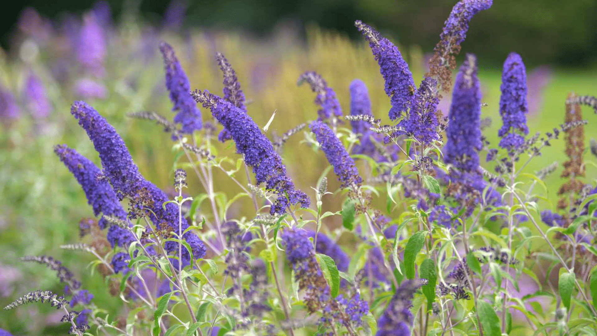 Buddleia