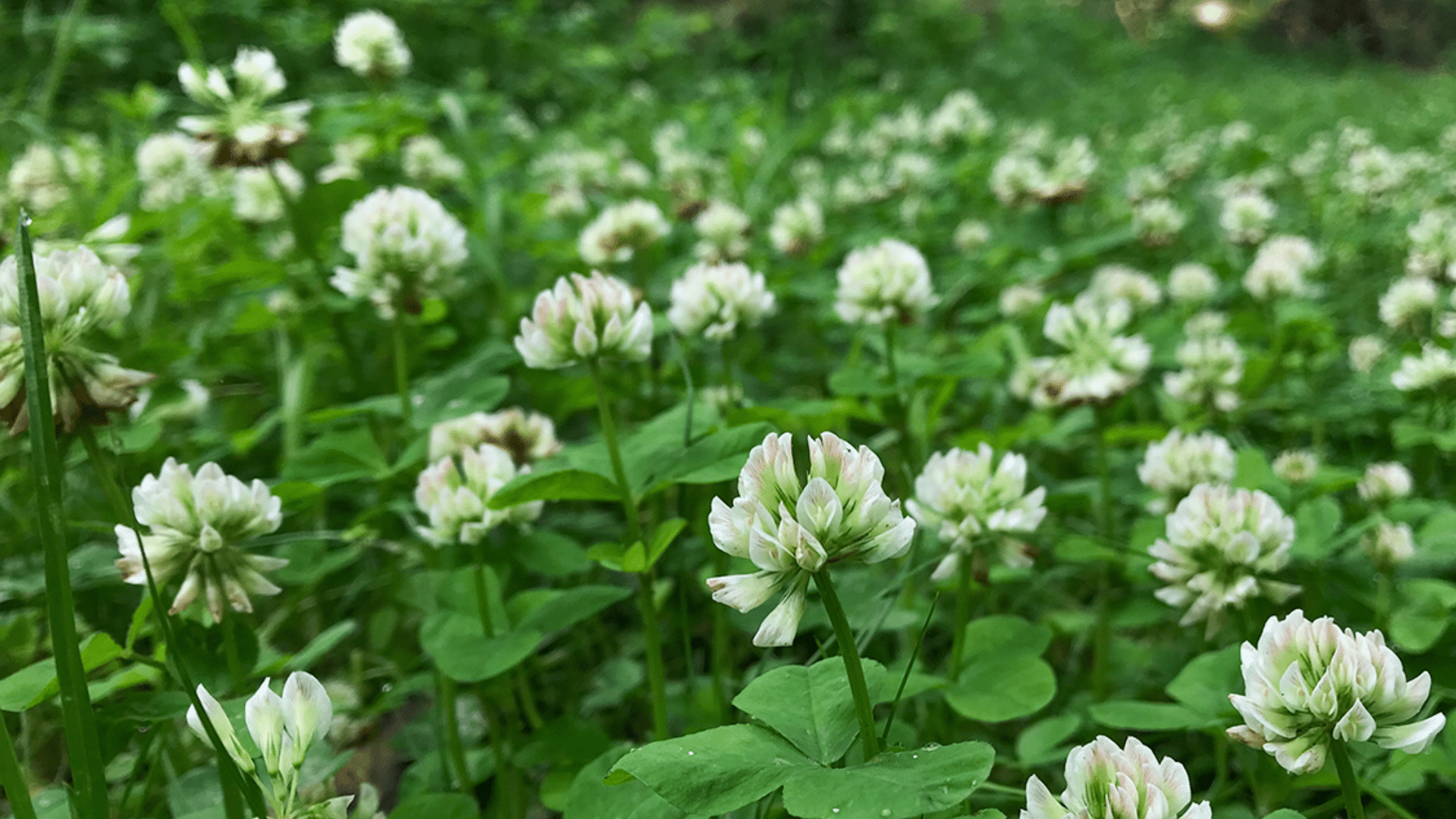 Buffalo_Clover