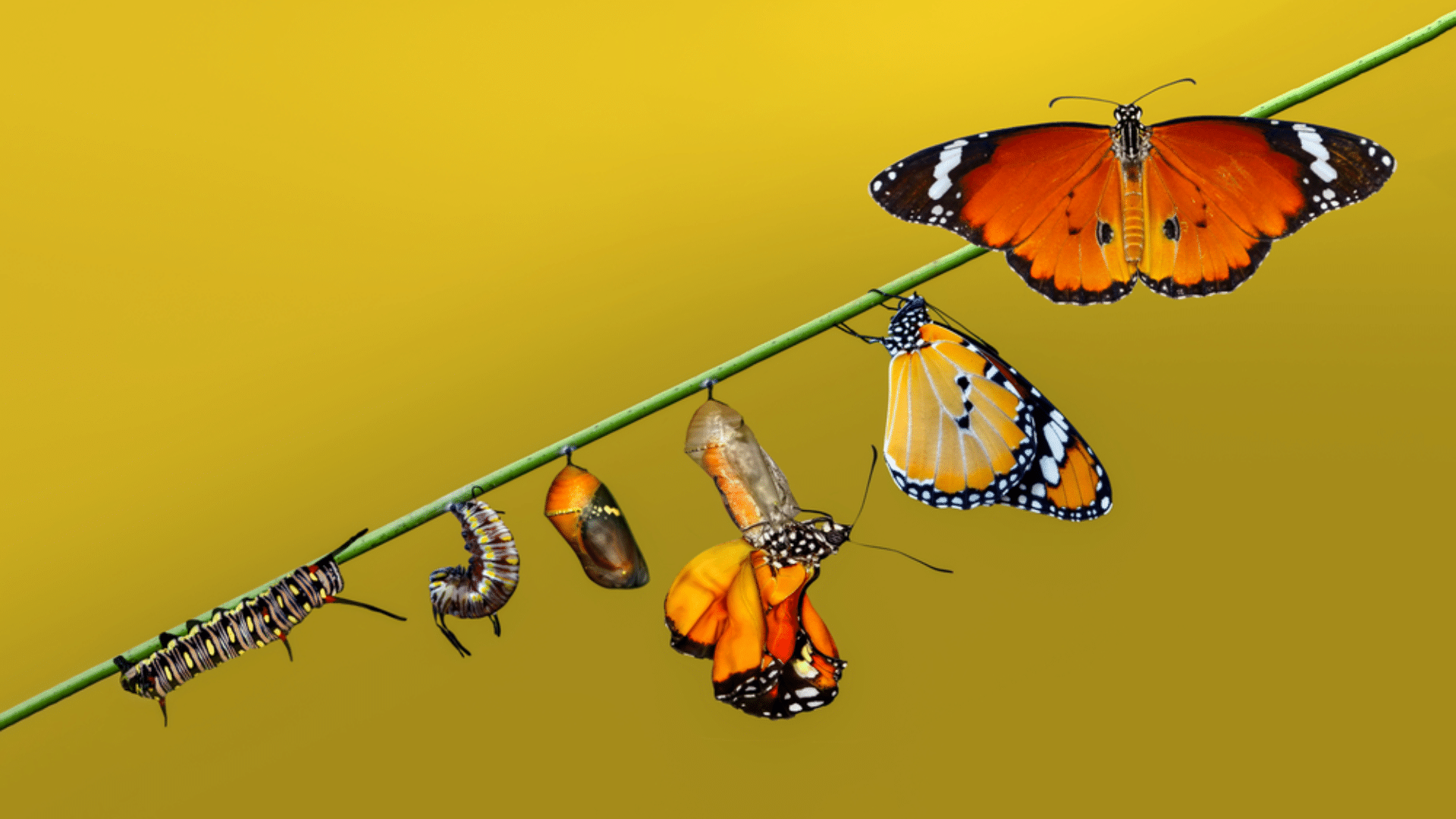 Everything_You_Should_Know_About_Butterflies