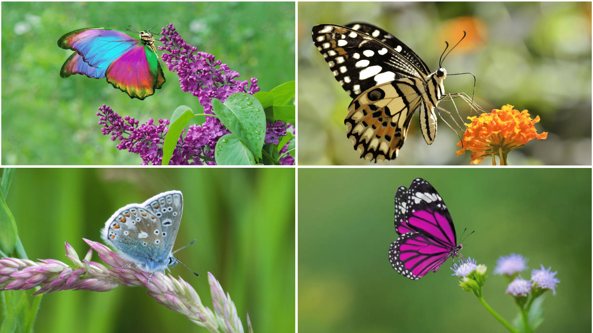 Fun_Facts_About_Butterflies_that_You_Should_Know