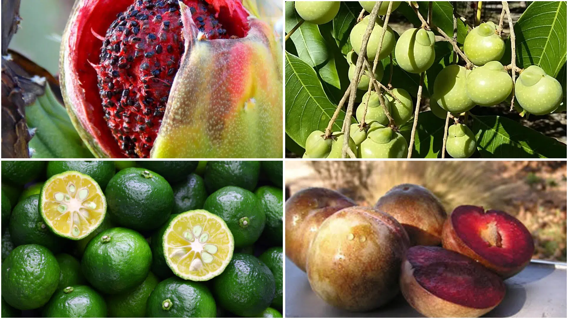 Lesser-Known_Fruits_that_Start_with_S