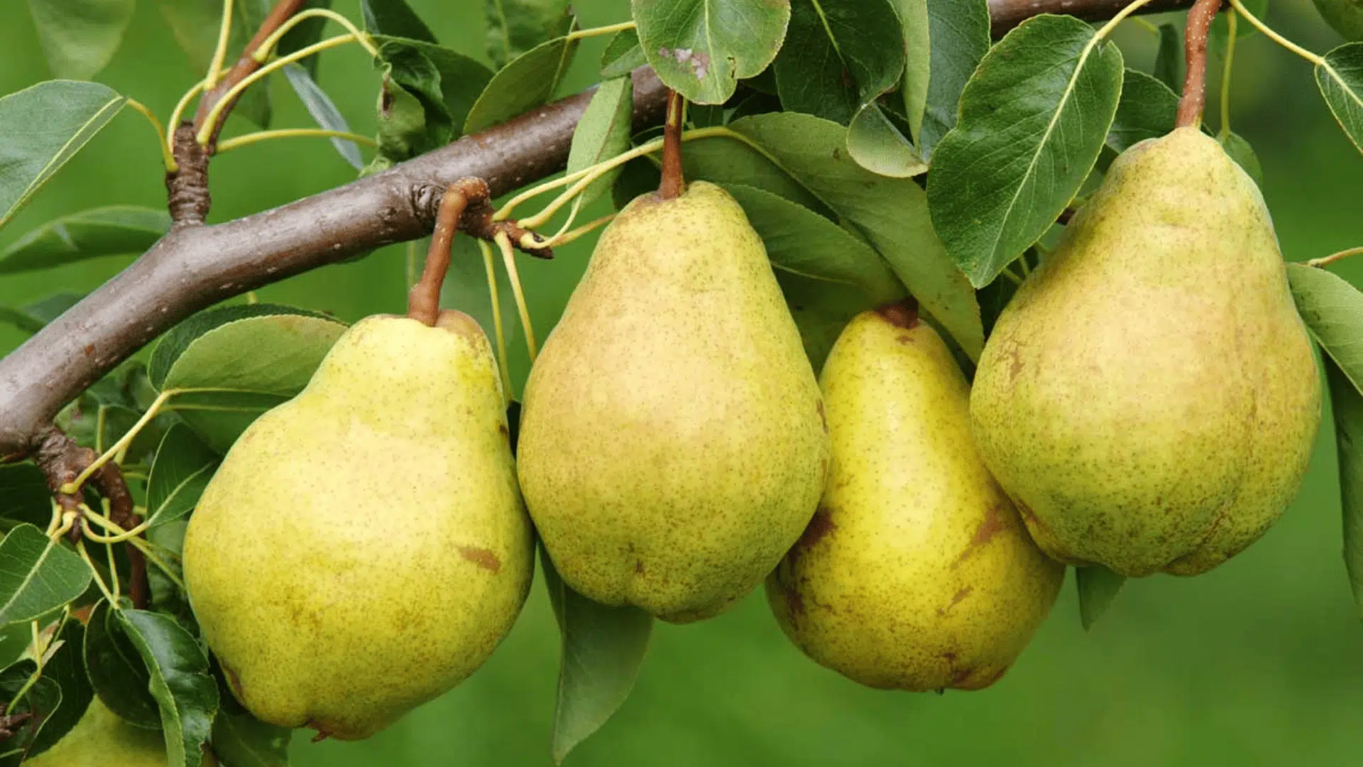 Pear