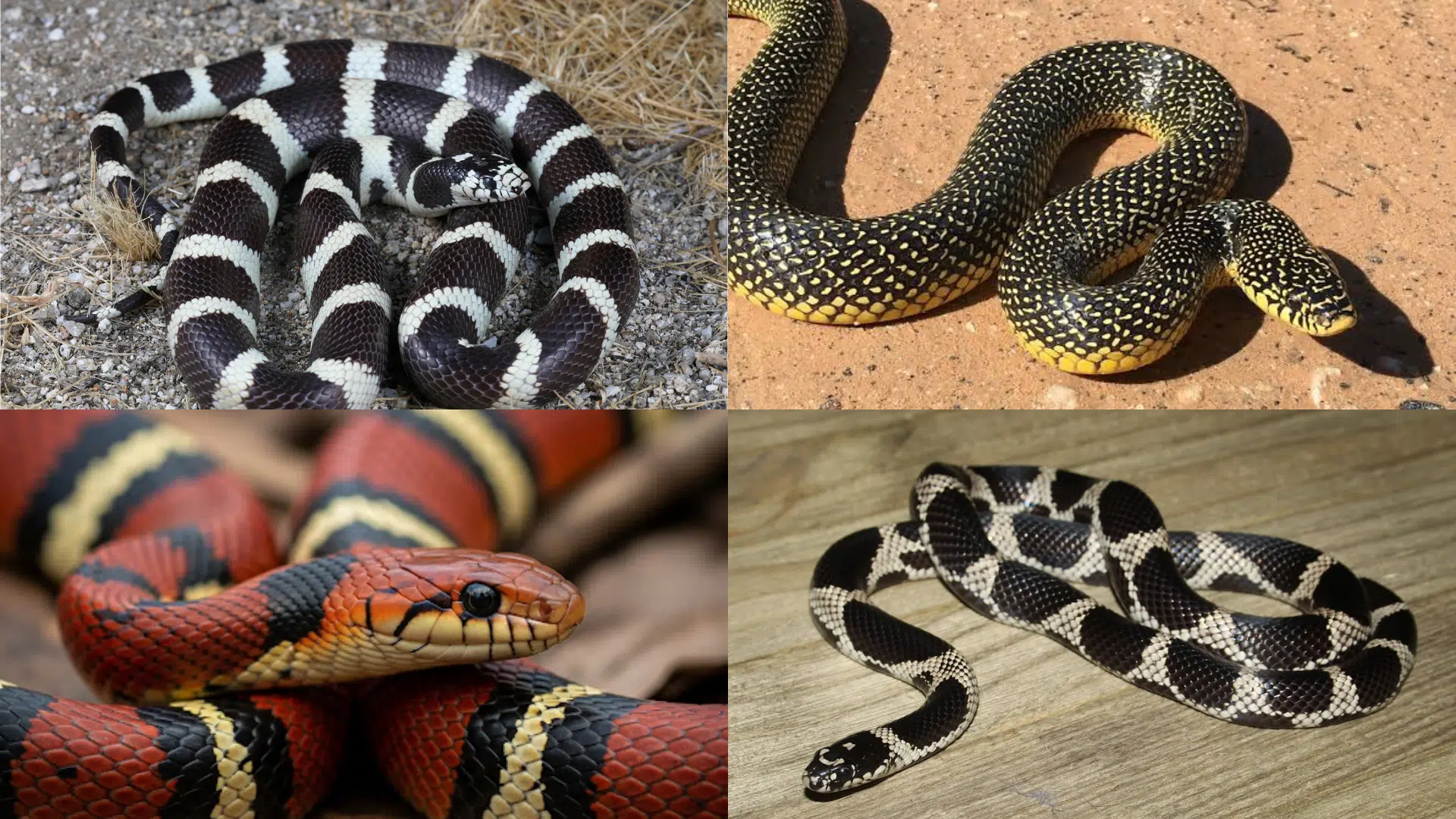 Types of King Snakes