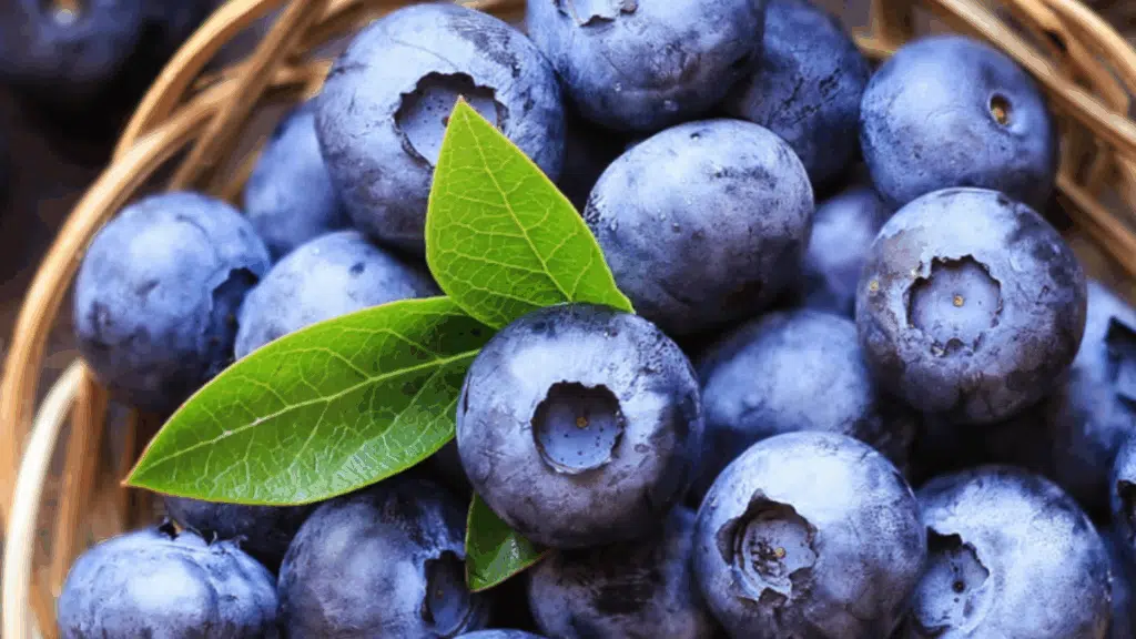 fun facts about blueberries