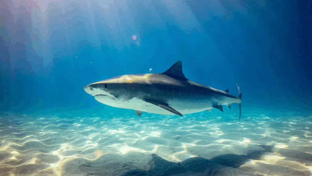 47 Cool Shark Facts that You Didn't Know