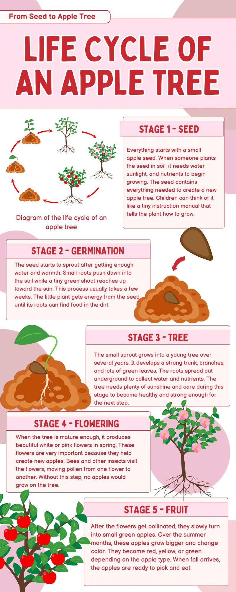 A_Simple_Breakdown_of_the_Apple_Life_Cycle