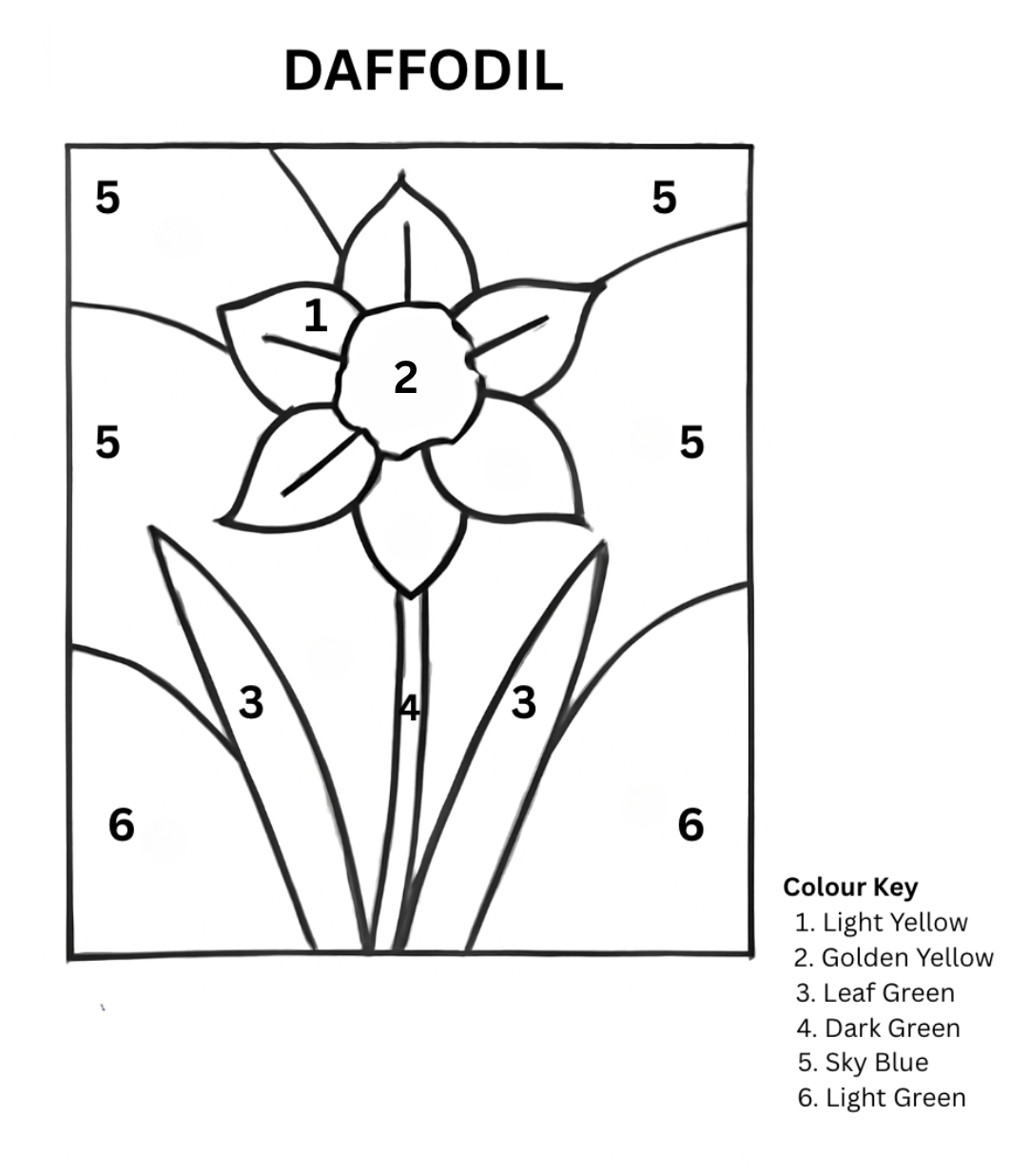Daffodil