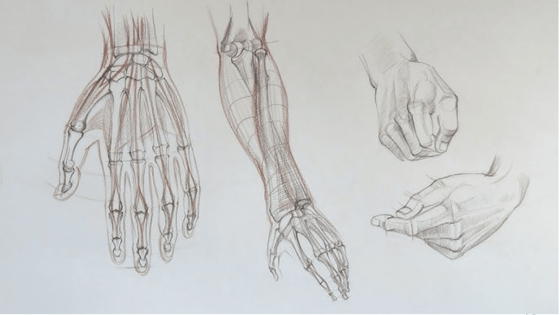 Detailed Anatomy Studies