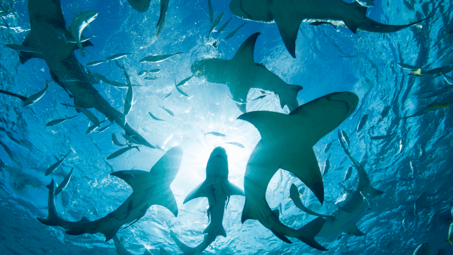 47 Cool Shark Facts that You Didn't Know Meredith Plays