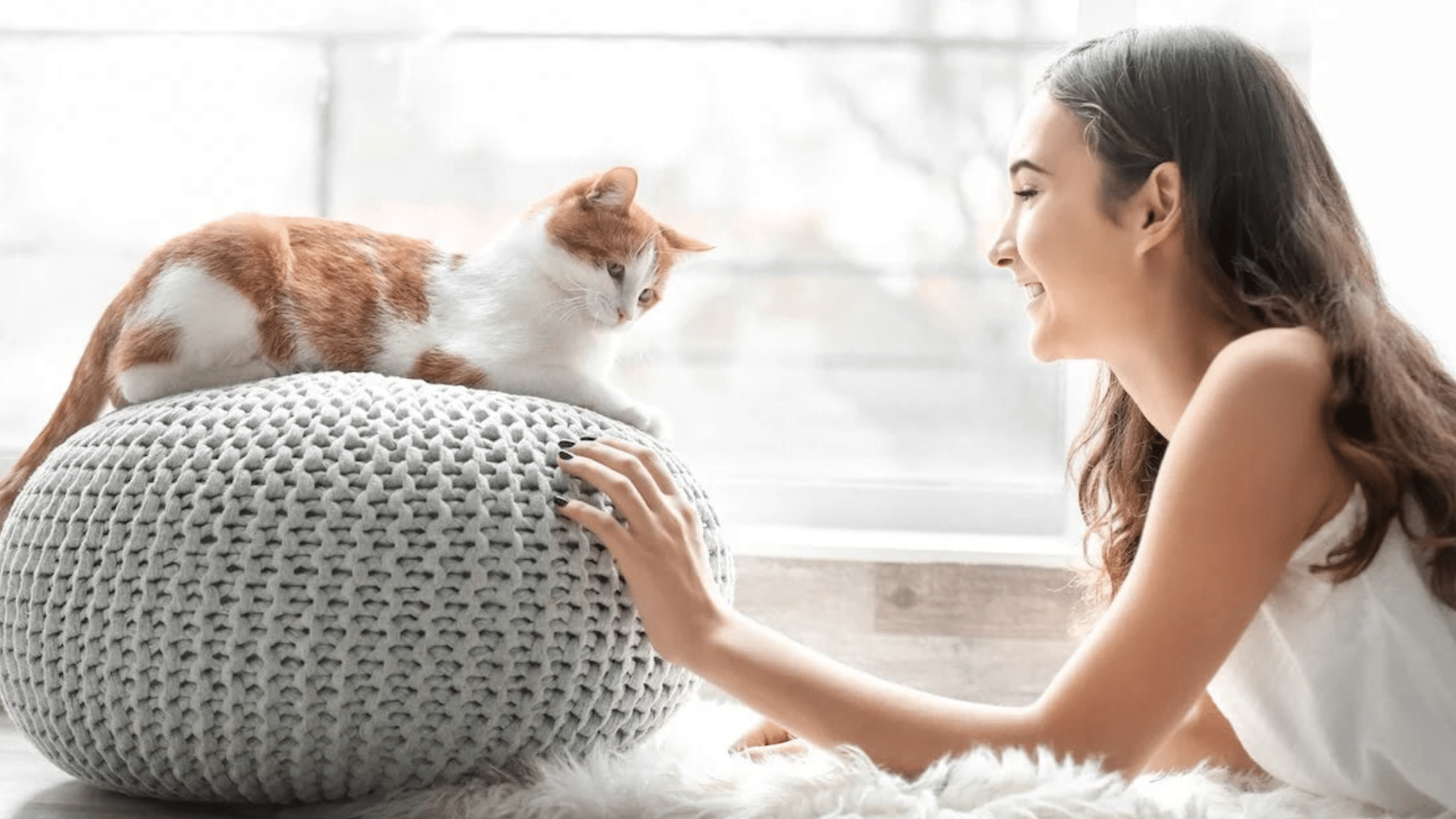 Frequently Asked Questions About Cats