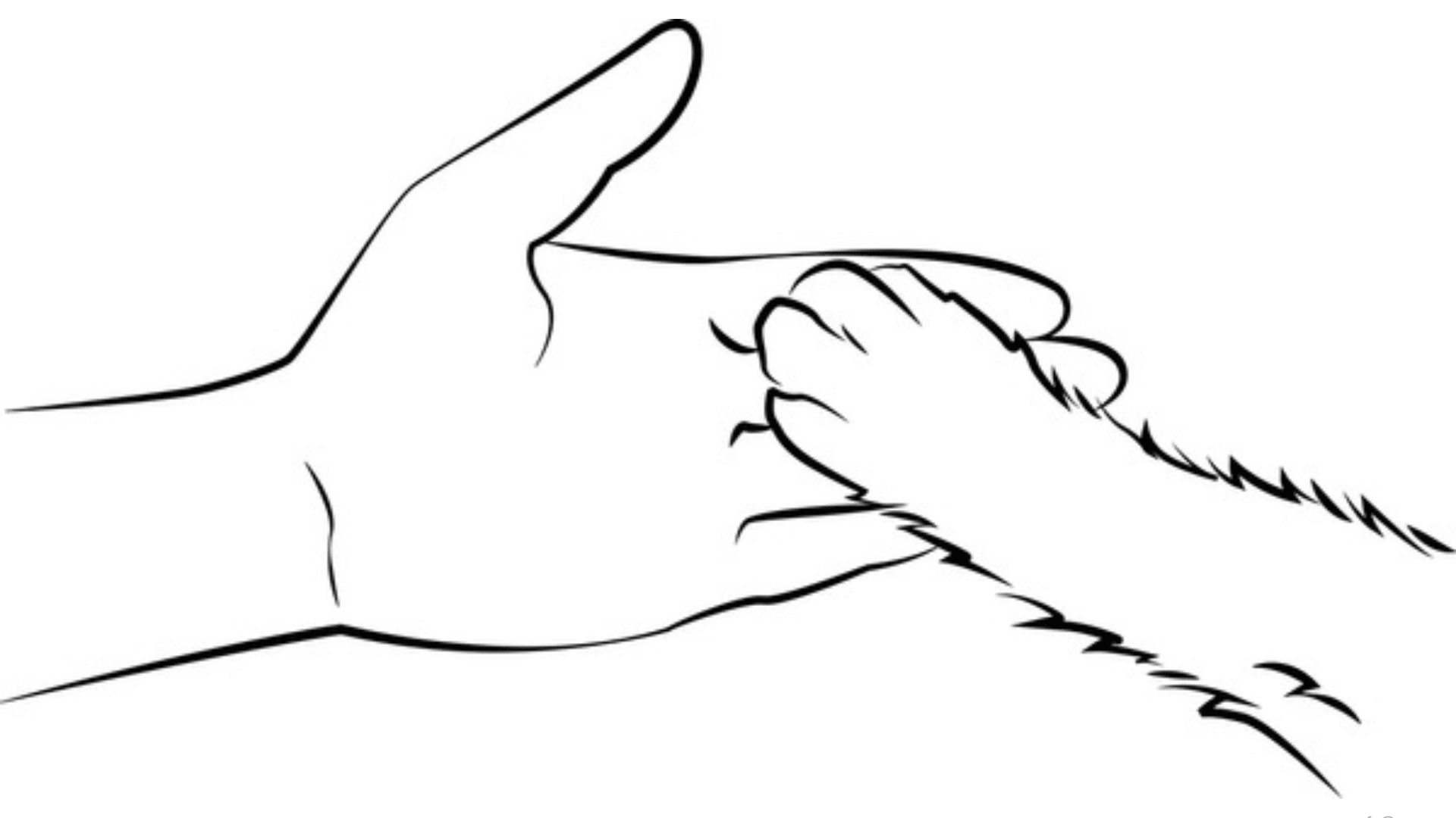 Hands Interacting with Animals