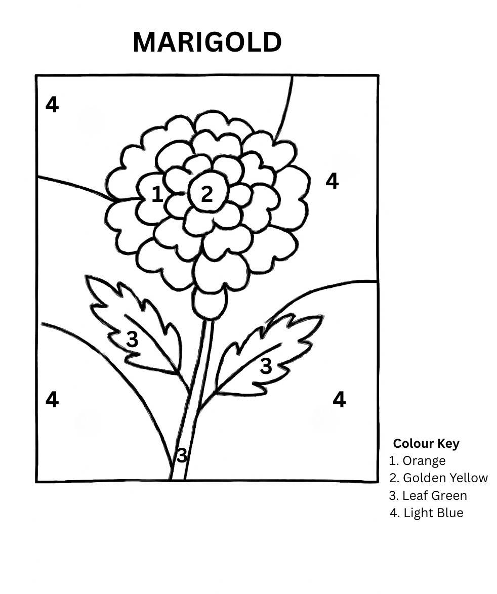 Marigold