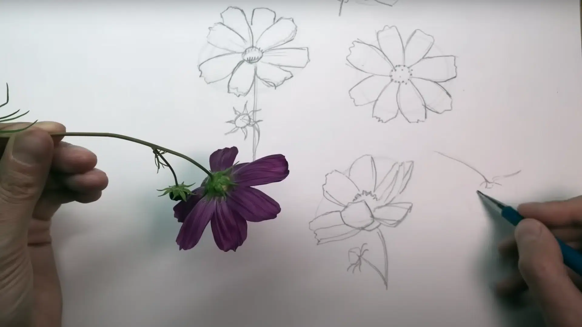 Refine Your Sketch with Solid Lines