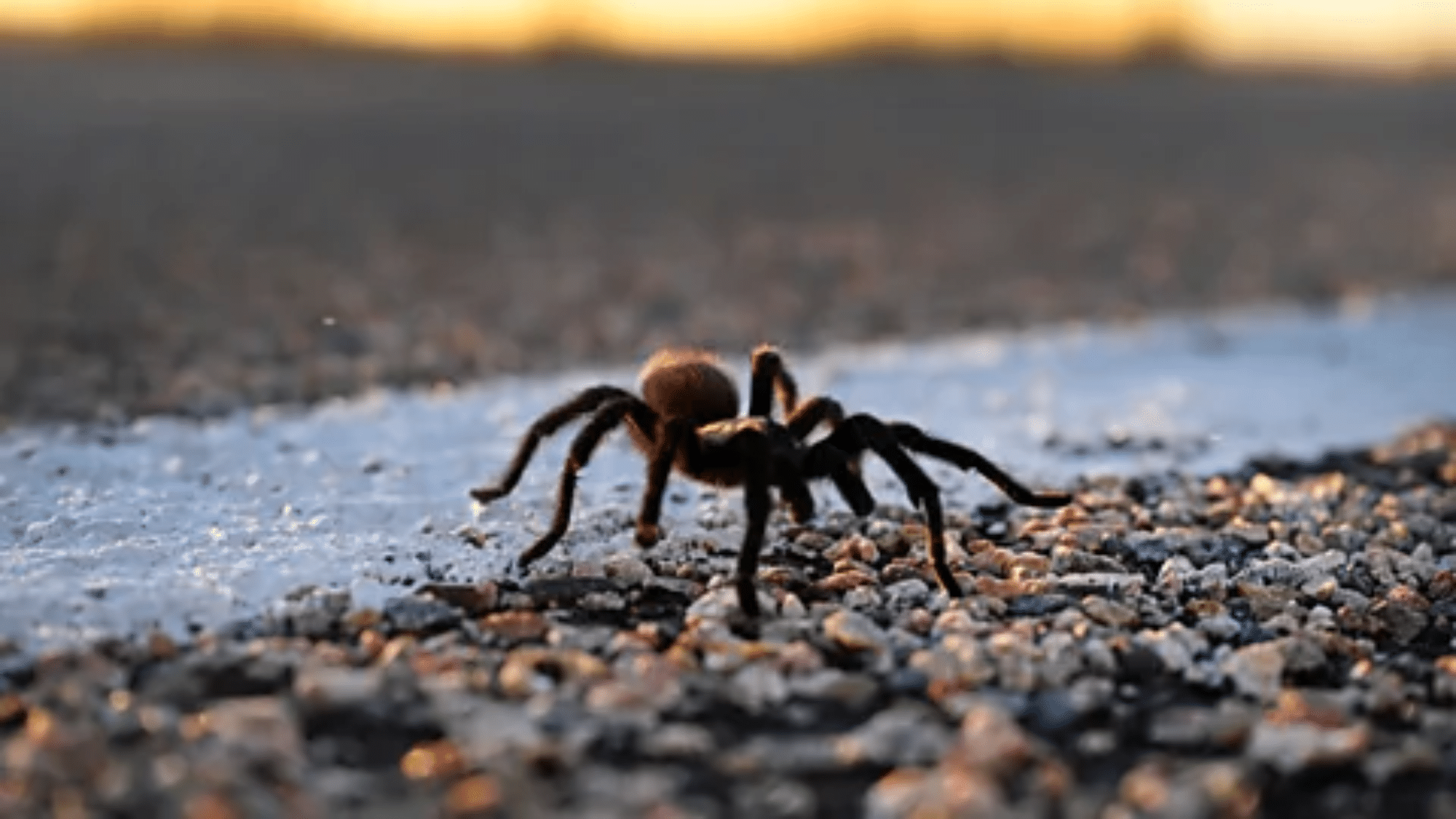 Spider Puns for Grandparents