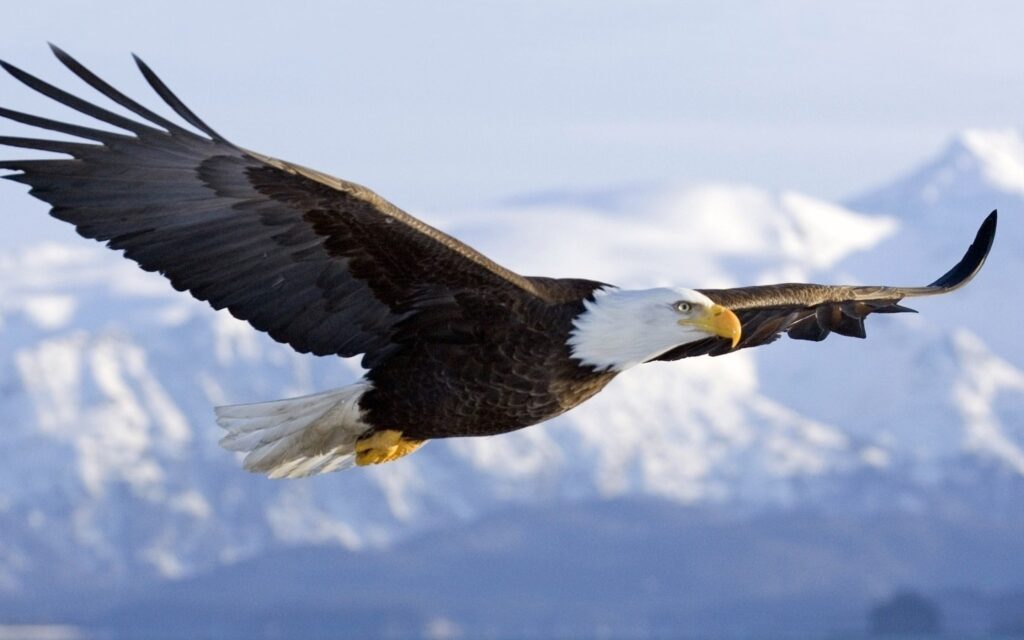 baldd Eagle.png