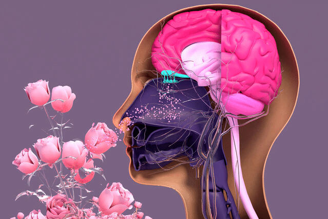 The Science Behind the Scents