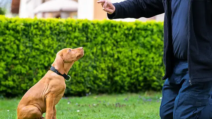 Dog Training Dallas Cost Breakdown