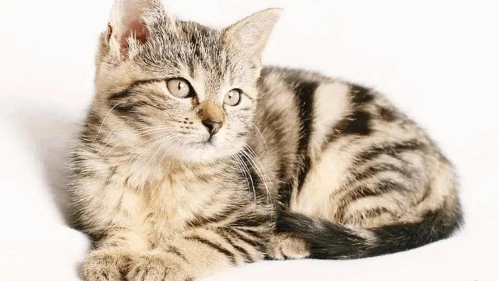 questions about cats