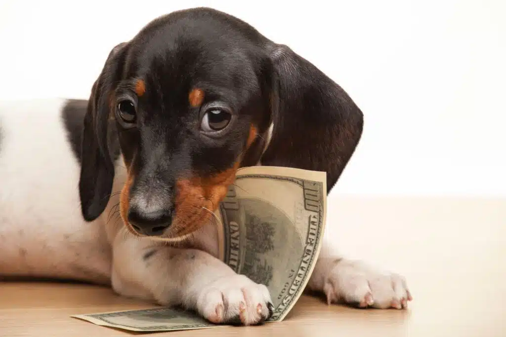 A dachshund holding money to cover dog training Dallas costs