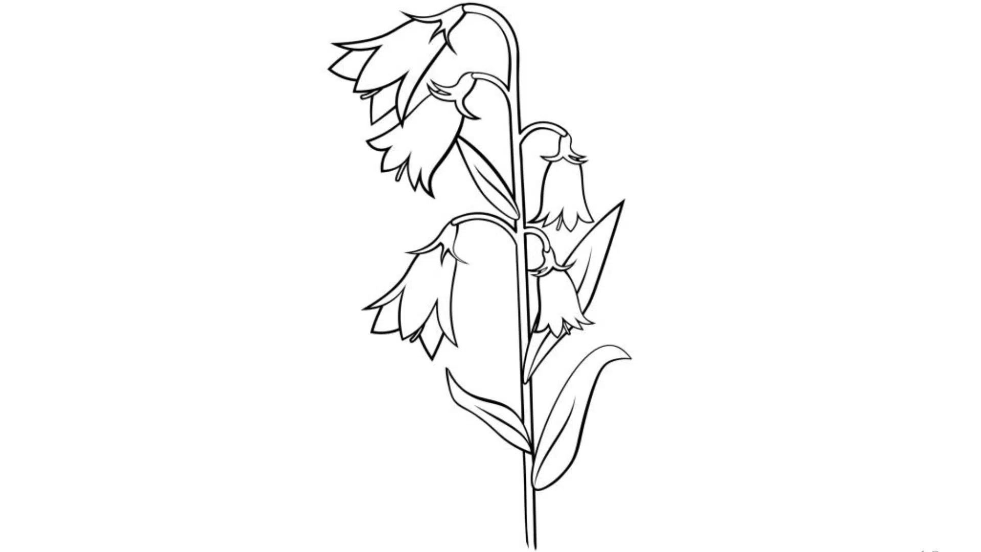 Bellflower Hanging Down