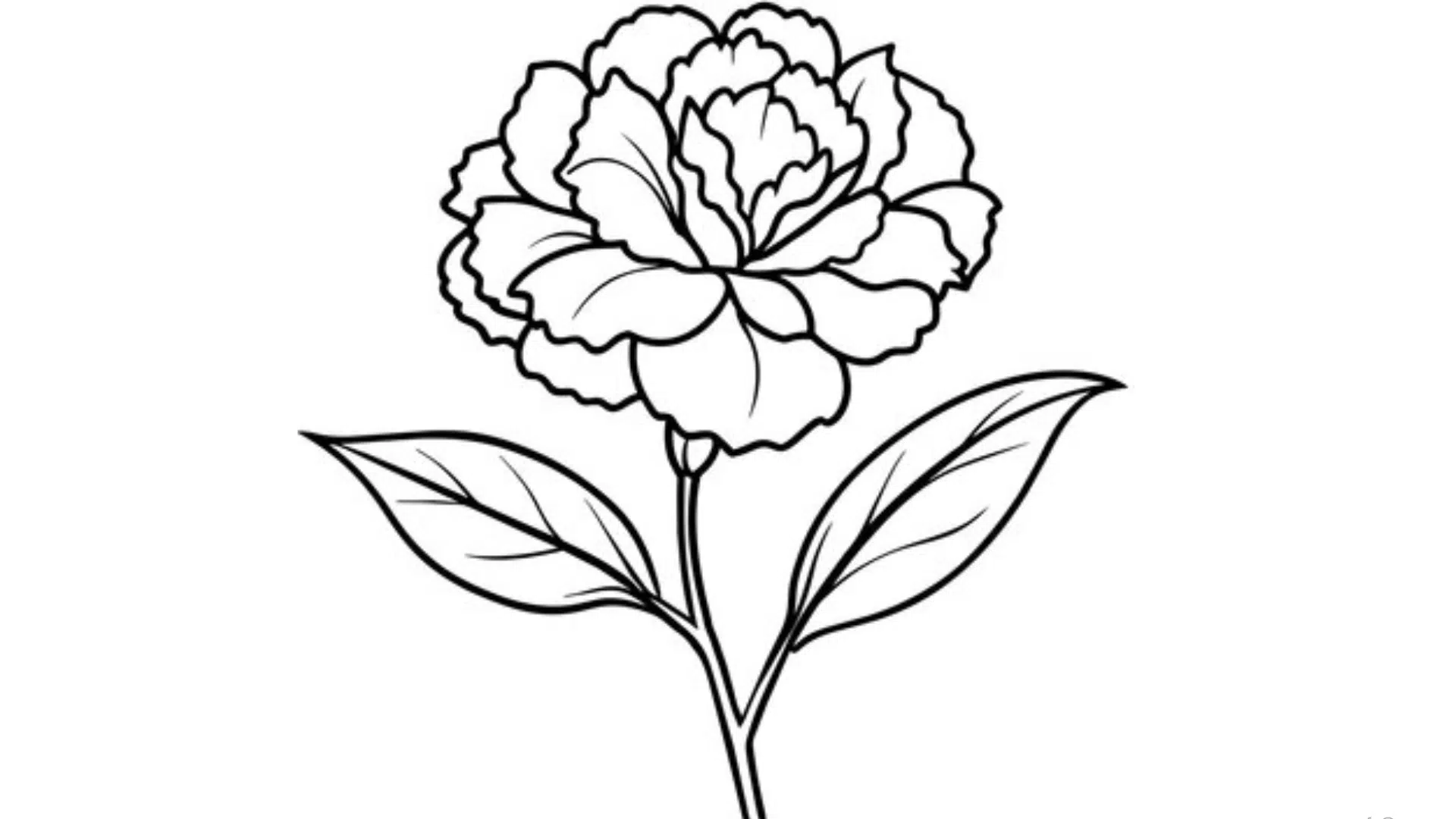 Carnation