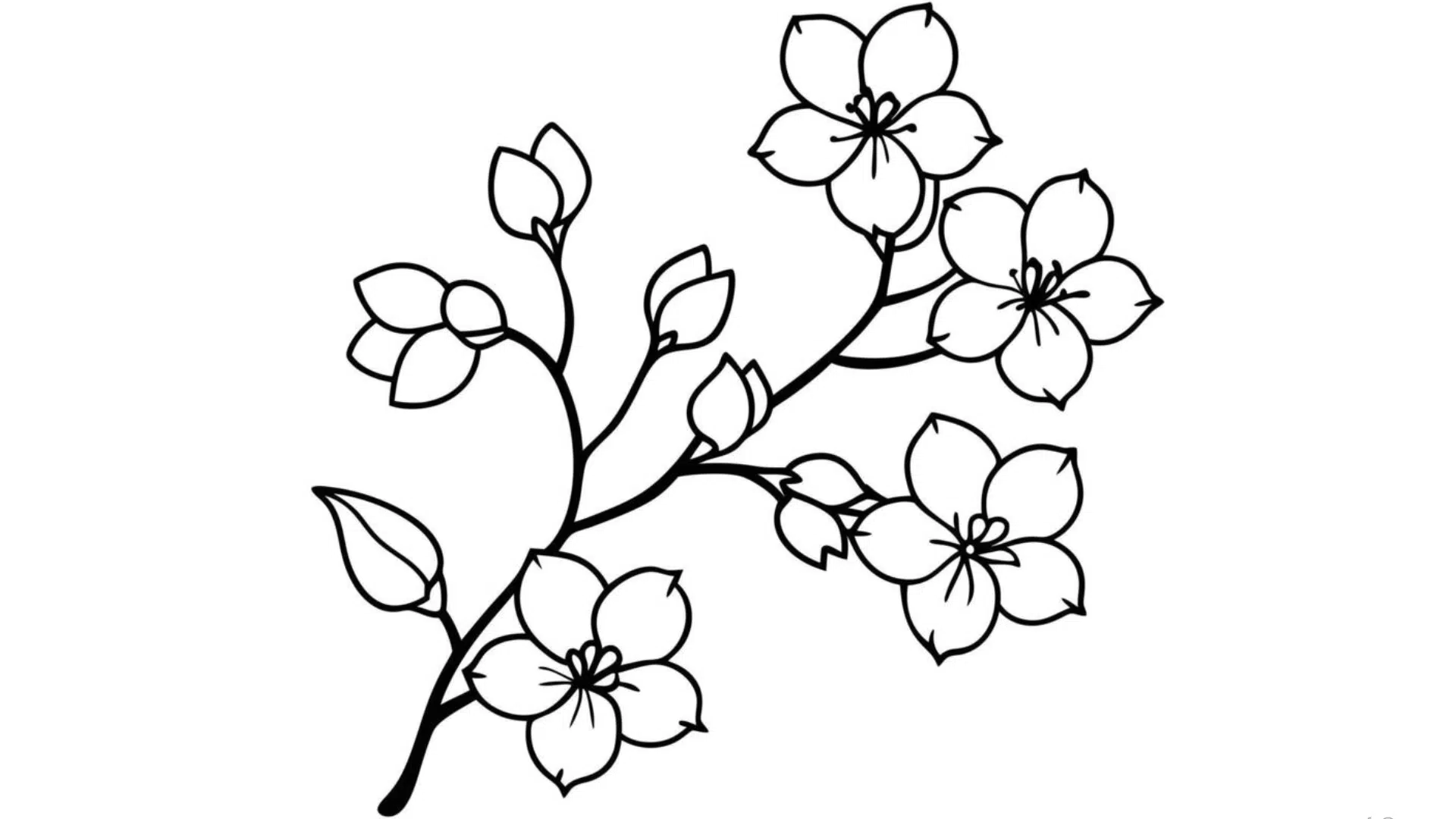 Cherry Blossom Branch