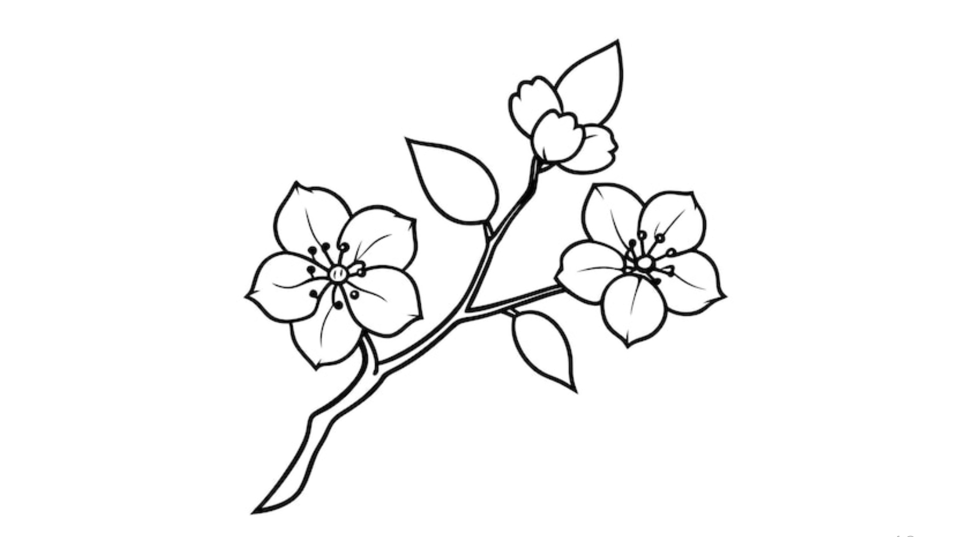 Cherry Blossom Branch