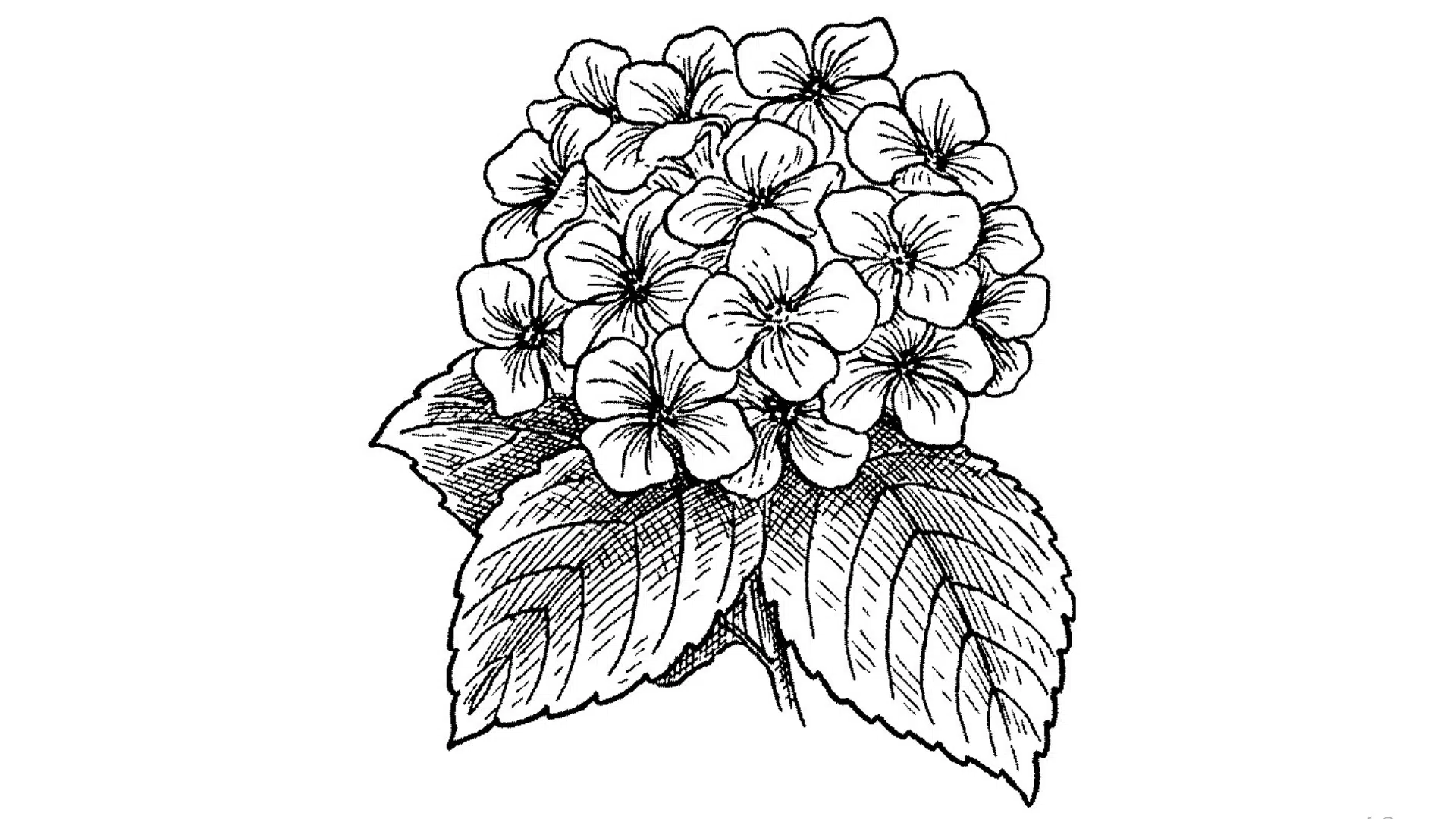 Hydrangea