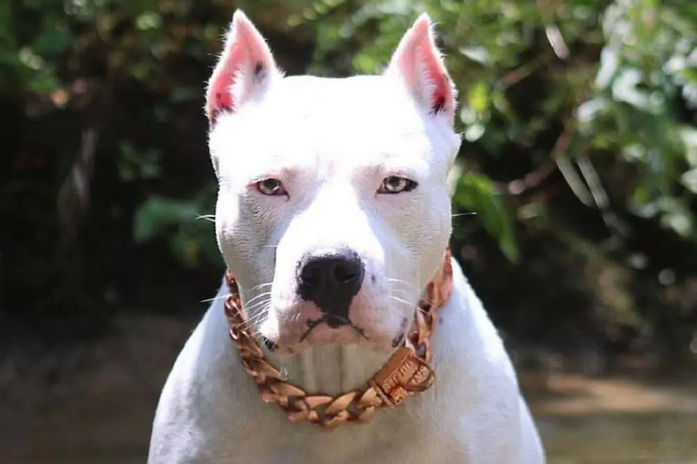 Cuban link chain for dogs