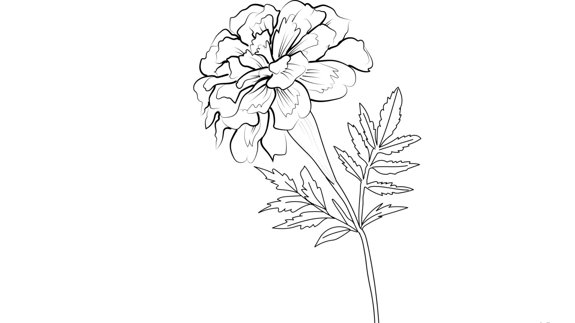 Marigold