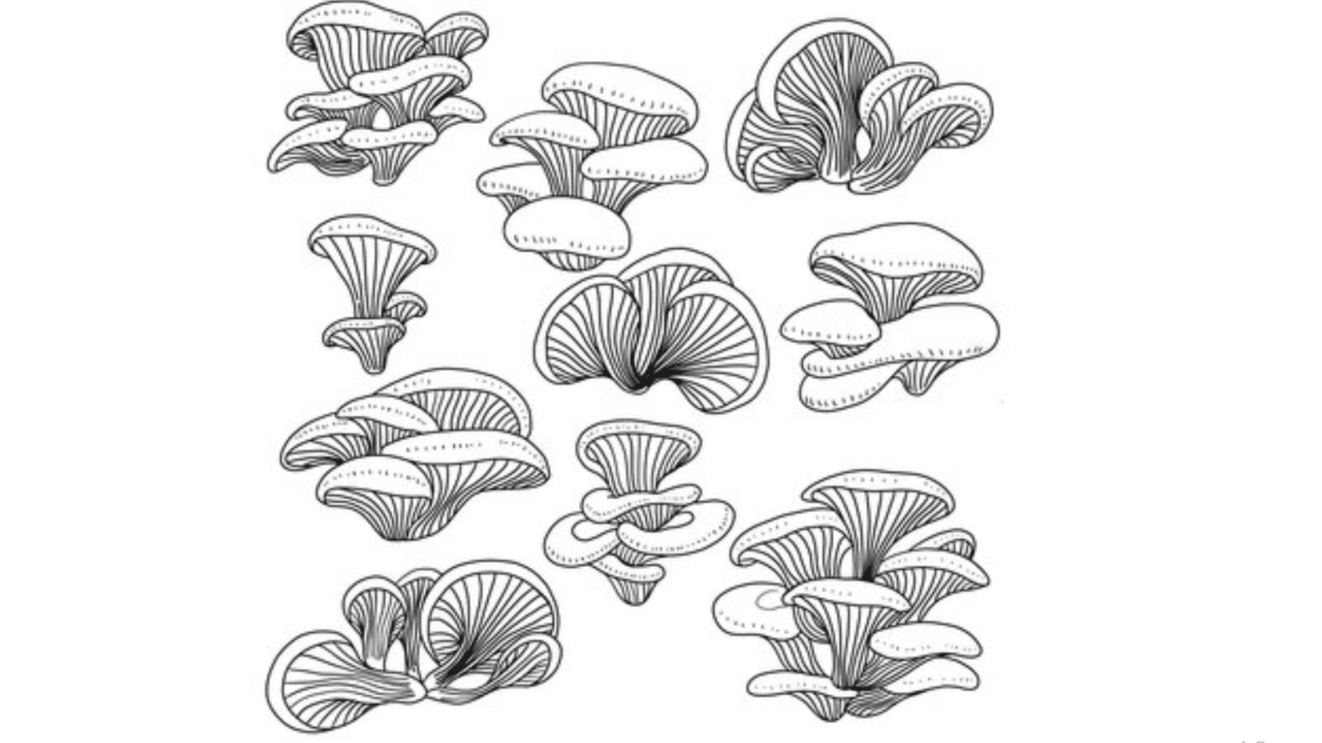 Mushroom Cluster