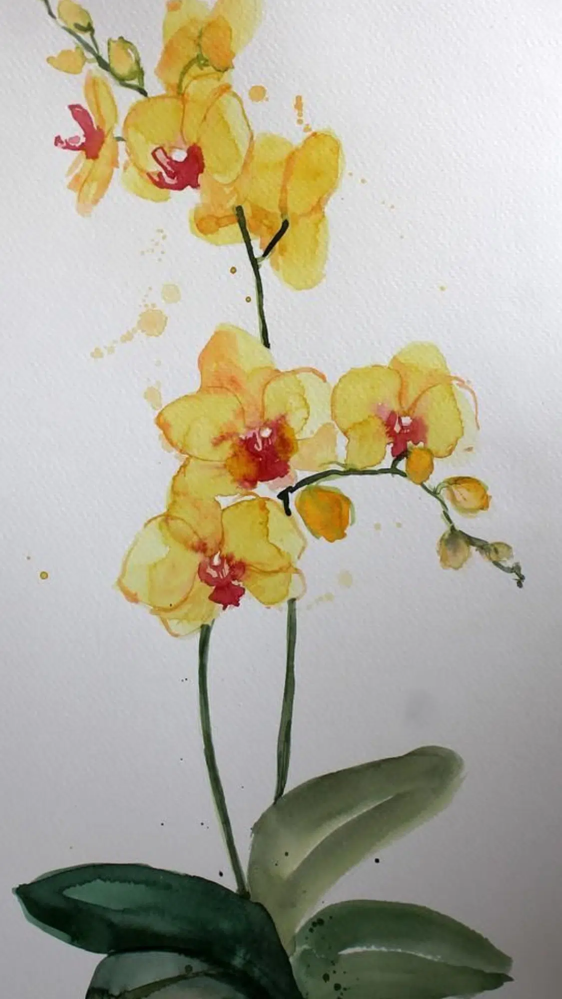 Orchids
