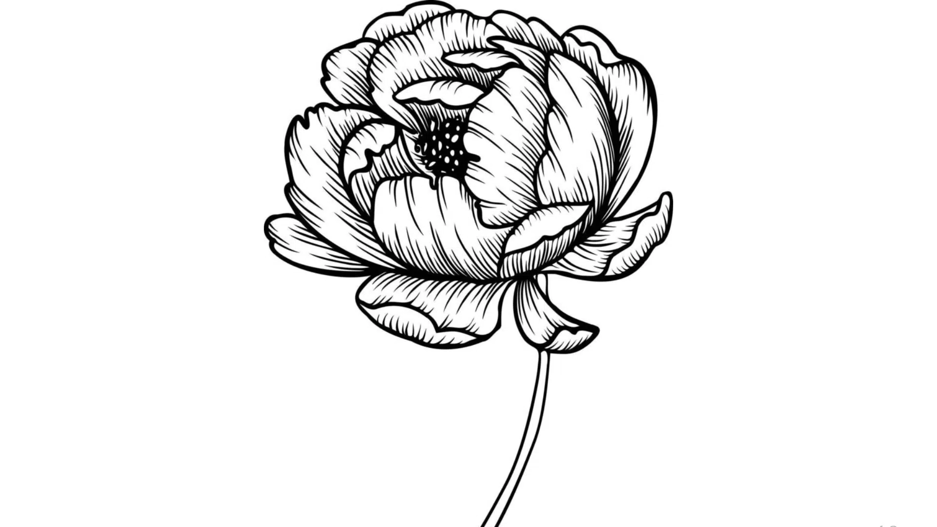 Peony