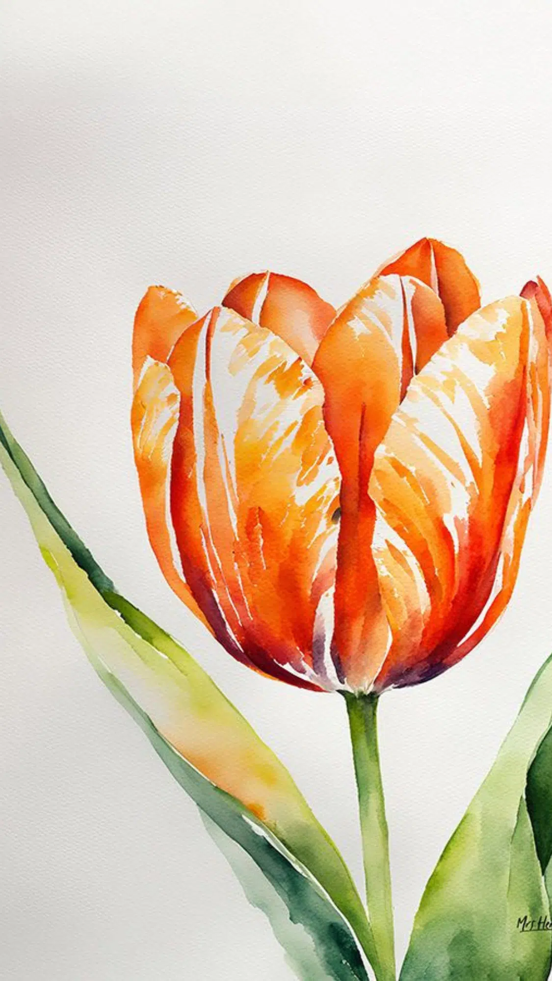 Tulips
