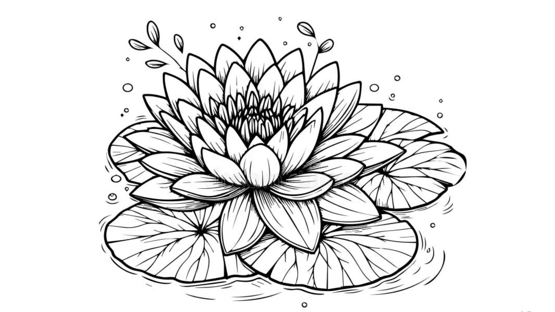Water Lily on a Pond