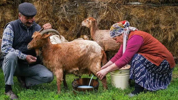 Why More Parents Are Switching to Goat Milk Formula (and Not Looking Back)