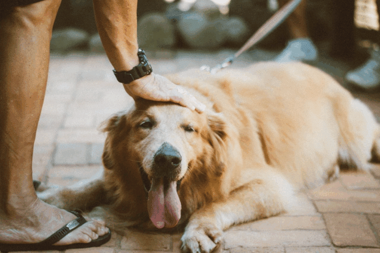 How Pet Startups Are Using Amazon to Reach First-Time Customers