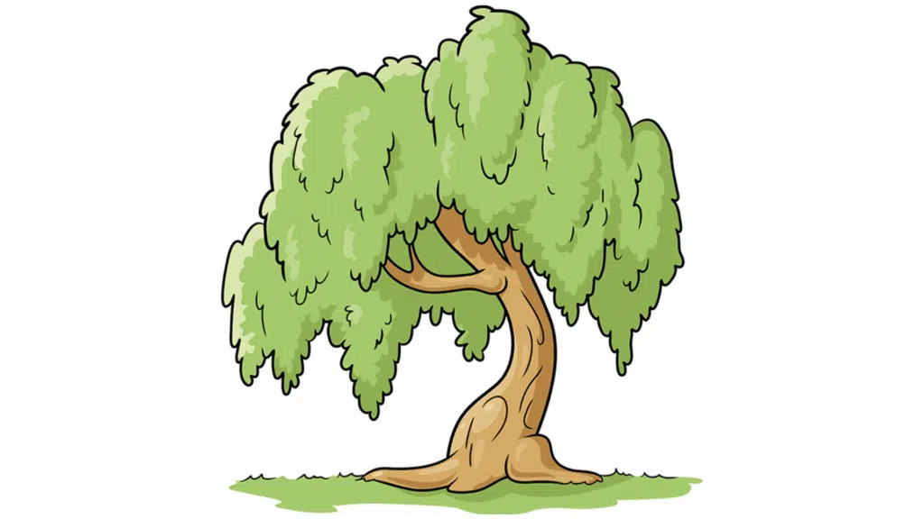 willow tree drawing easy