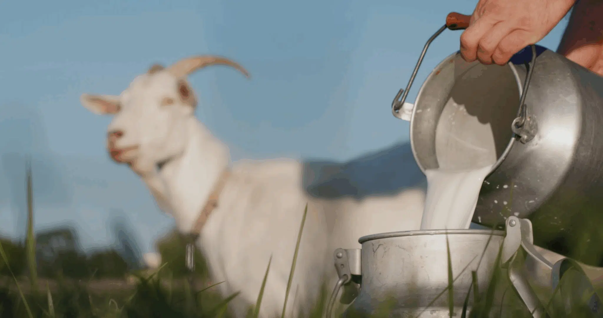 Why More Parents Are Switching to Goat Milk Formula (and Not Looking Back)