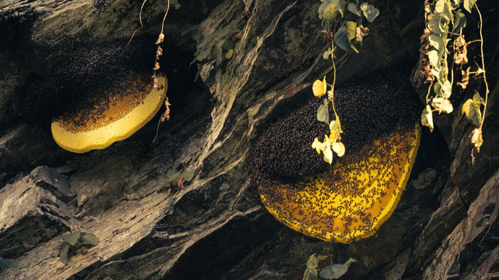 bees making honey