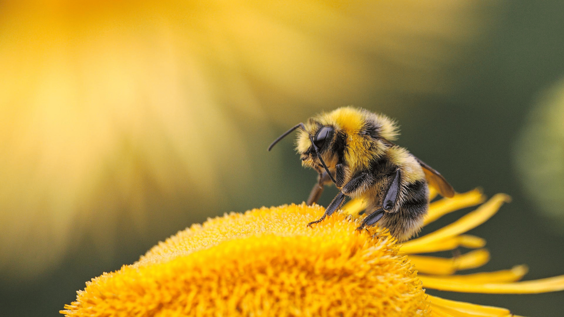 Bee on a flower