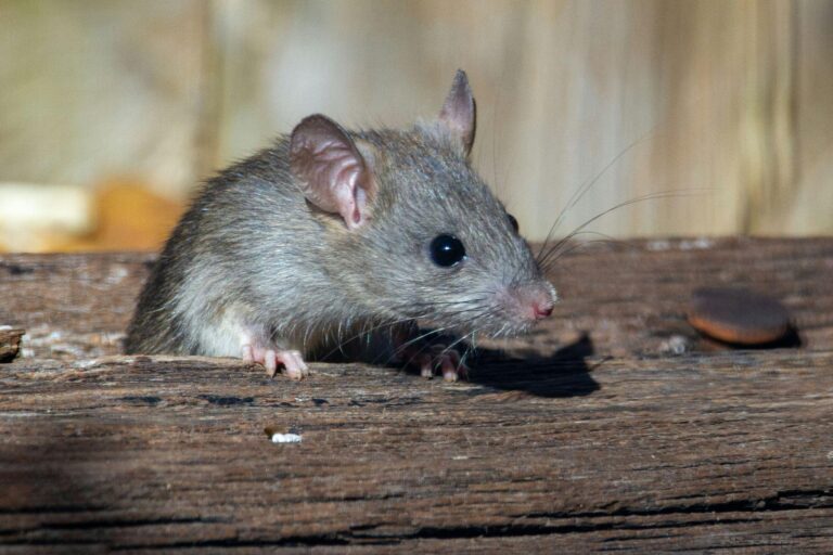 Understanding Pests and Rodents in Your Home