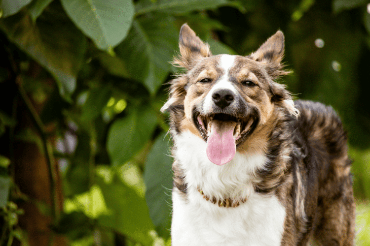 The Best Natural Dog Supplements for Oral Health in 2025: Top Picks for Fresh Breath & Healthy Gums
