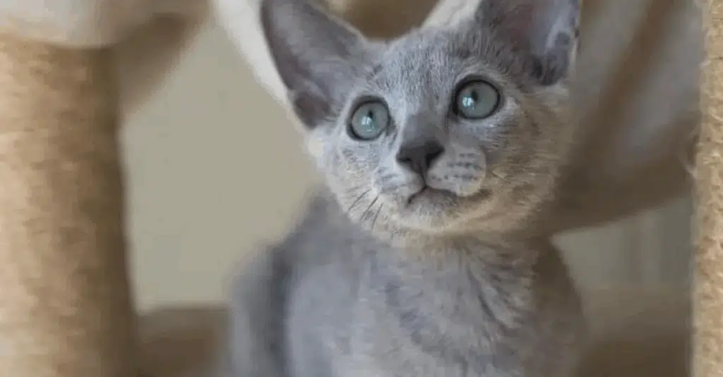Learn About Russian Blue Cats: Graceful Companions with a Gentle Nature