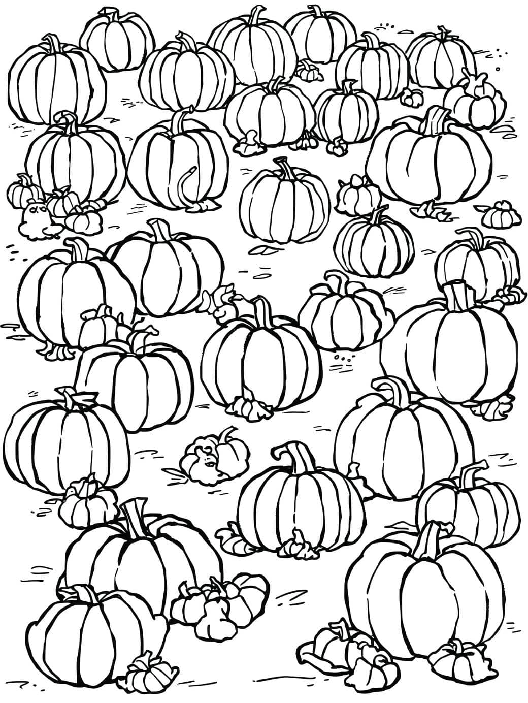 pumpkin patch adventures