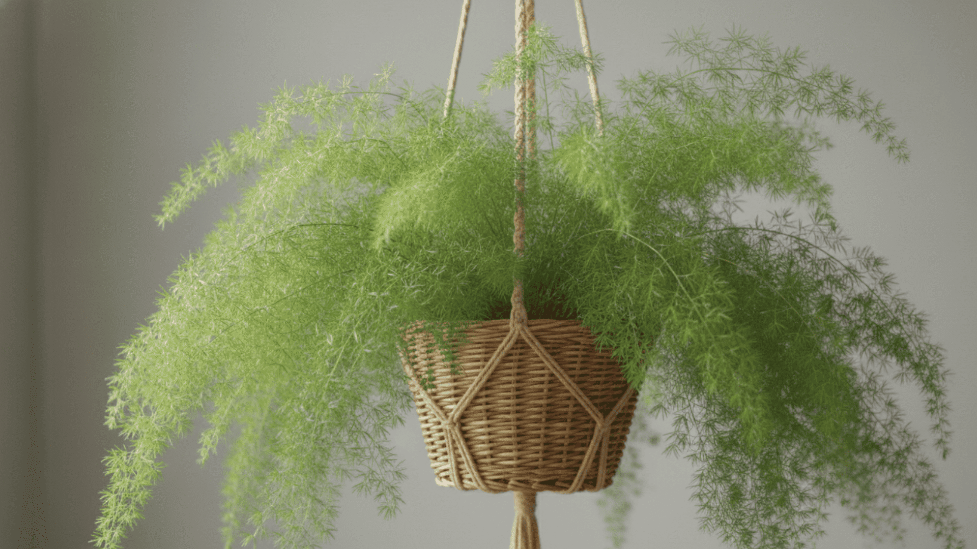 Asparagus Fern