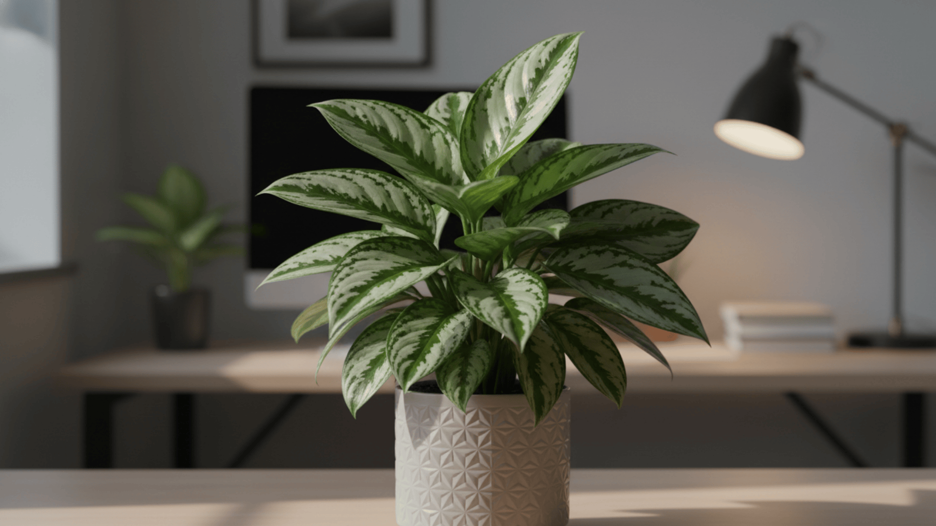 Chinese Evergreen Plant
