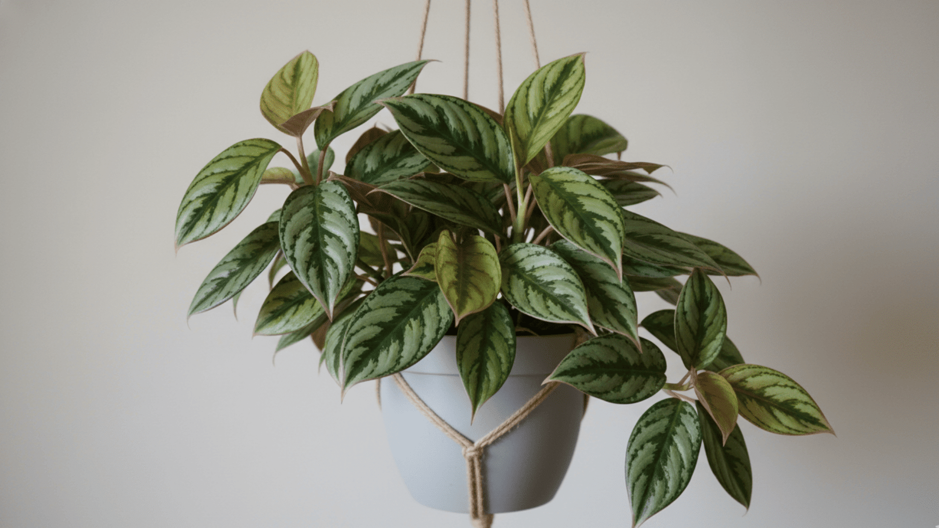 Chinese Evergreen